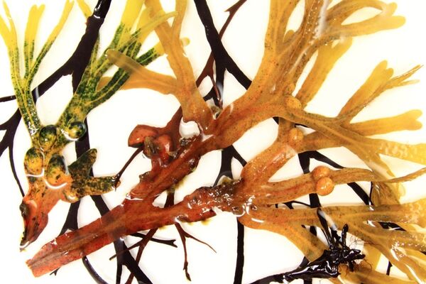 A close-up of carrageenan in blue, yellow, and orange colors against a white background