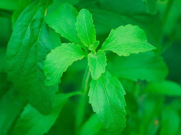 Stevia