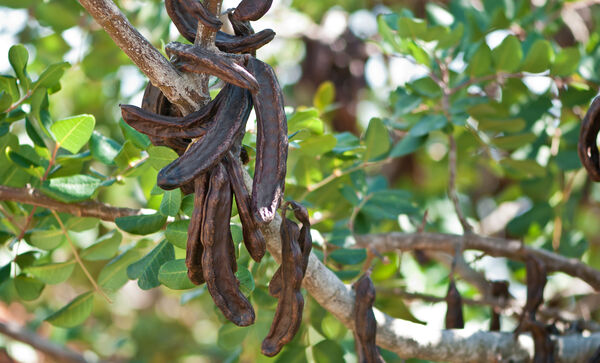  Carob pods hanging from a branch