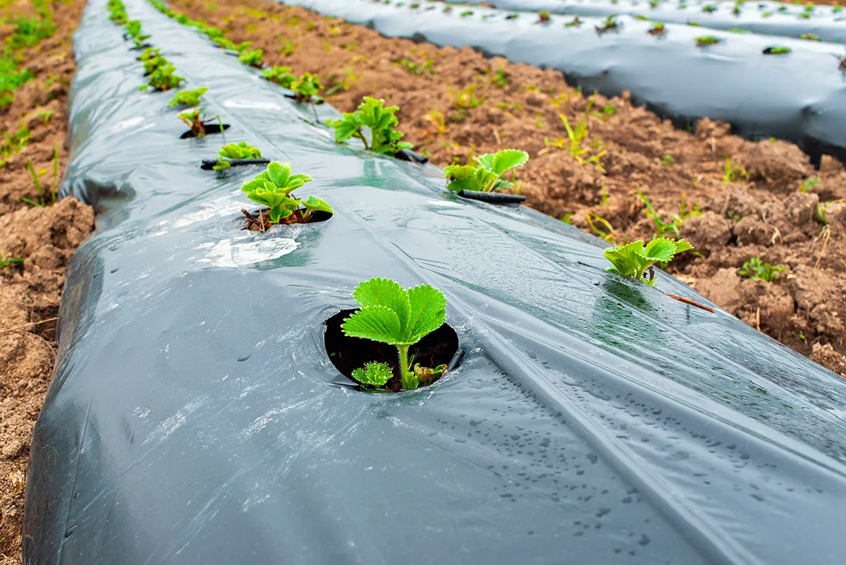 Mulch film in the field