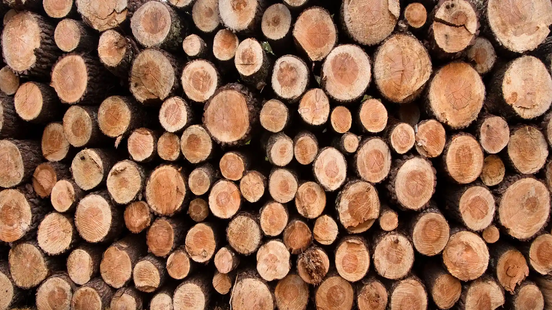 Lignin from wood