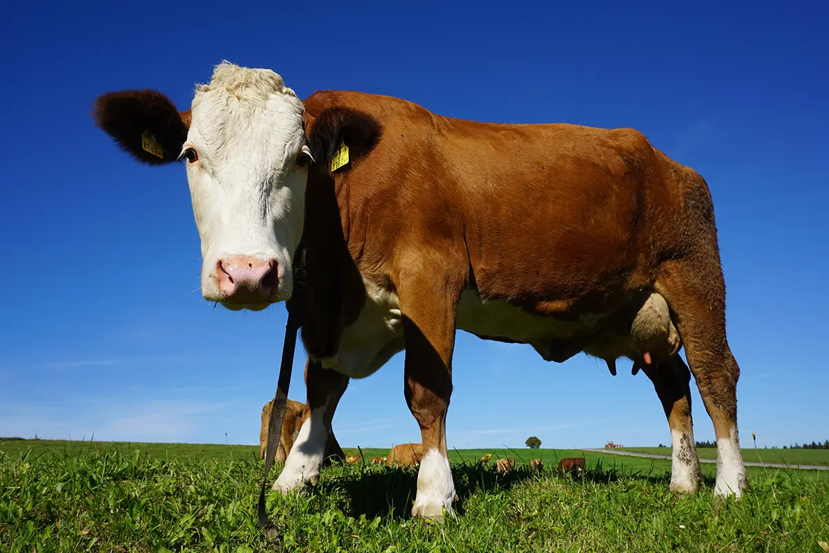 a cow on grassland