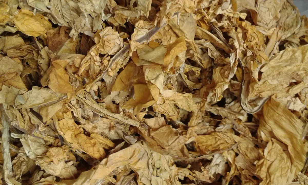 raw Tabacco